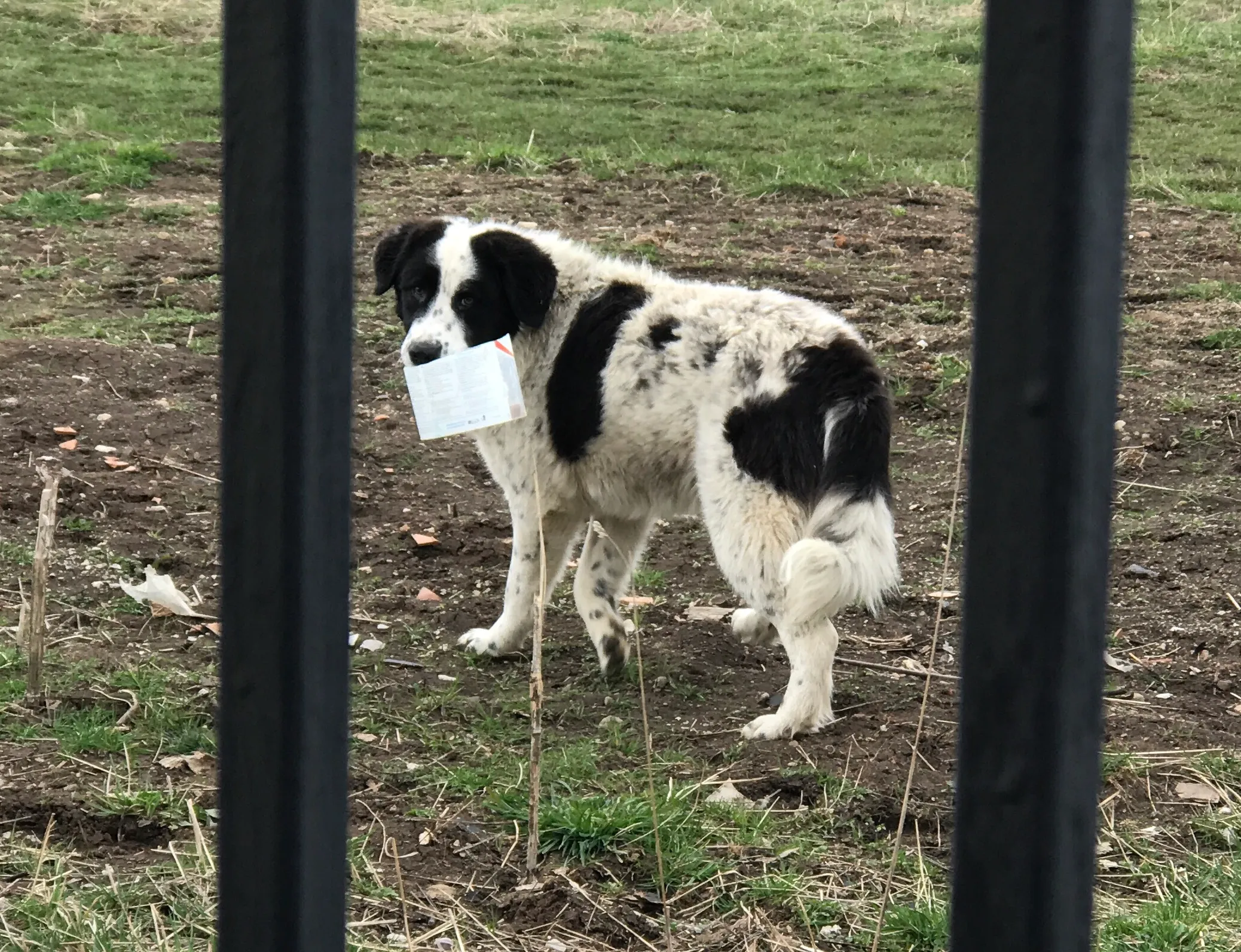 Bear stealing the cup.